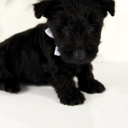 Juliet - Black female Scottish Terrier puppy in Mount Joy, Pennsylvania from K&M Kennel