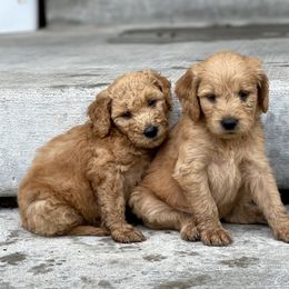 Goldendoodles from Lake Mountain Pups