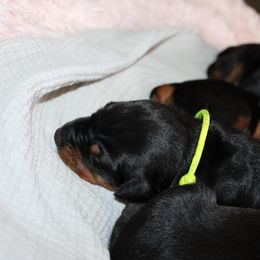 Yellow - Black and rust female Doberman Pinscher puppy in Lynn, Michigan from Creekside Dobermans
