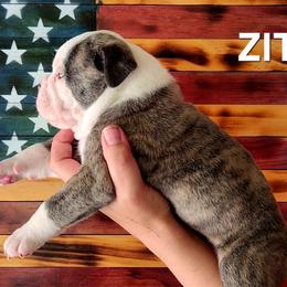 Ziti - Fawn brindle and white male Bulldog puppy in Washington from Sun City Campeiro Bulldogs