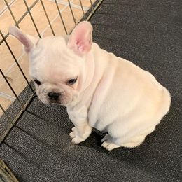 French Bulldog Puppies from Texas Star Frenchies