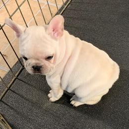 French Bulldog Puppies from Texas Star Frenchies