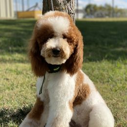 Faith - Goldendoodle