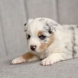 Australian Shepherd, Miniature American Shepherd, Miniature Australian Shepherd, and Toy Australian Shepherd Puppies from Painted Blue Aussies
