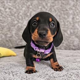 Black and tan female (bigger) - Black and tan female Dachshund puppy in Belle Rive, Illinois from Akin's Miniature Dachshunds, LLC