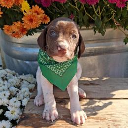Green Girl - Liver and white female German Shorthaired Pointer puppy in Potosi, Wisconsin from Point and Flush Gun Dogs