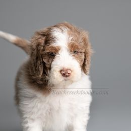 Bernedoodle and Goldendoodle Puppies from Beach Creek Kennel
