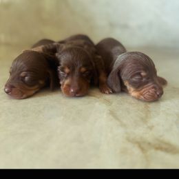 Boy 2 - Chocolate and tan male Dachshund puppy in Jurupa Valley, California from Divine Doxies