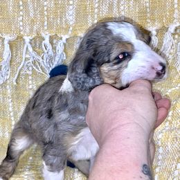 Aussiedoodle, Goldendoodle, and Sheepadoodle Puppies from The Yuppy Puppy Doodle Company