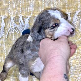 Aussiedoodle, Goldendoodle, and Sheepadoodle Puppies from The Yuppy Puppy Doodle Company