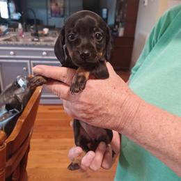 Bunny - Black and tan female Dachshund puppy in Augusta, Georgia from Cherokee Hill Dachshunds