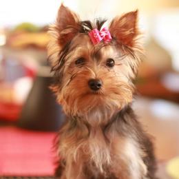 Adorable Girl - Blue and gold female Yorkshire Terrier puppy in Stanton, California from Essence of Grace Yorkies