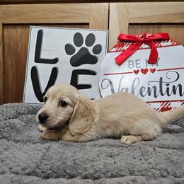Bruiser - Cream male Dachshund puppy in Cherry Tree, Oklahoma from Peavine Creek Dachshunds