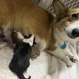 American Corgi puppies from Cascadian Space Coast Corgis LLC