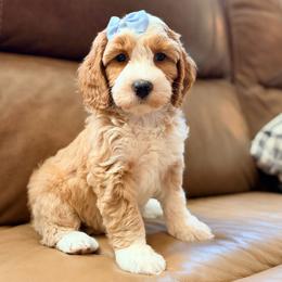 Everest - Red female Australian Labradoodle puppy in Summerfield, North Carolina from Four Oaks Labradoodles
