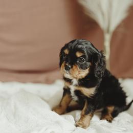 Cavalier King Charles Spaniel and Cavapoo Puppies from The Cav Family