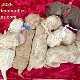 Goldendoodles from 4H Doodles