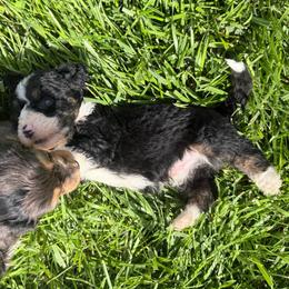 Collin's - Tri-color male Bernedoodle puppy in Warrensburg, Missouri from Dreamer Ridge Puppies