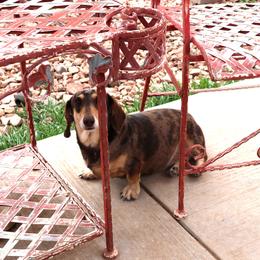 Toffee - Dachshund