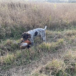 Frisché Luft - German Shorthaired Pointer