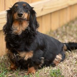 Indi - Dachshund
