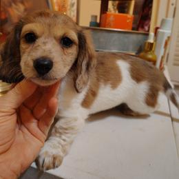 Girl 2 - Piebald female Dachshund puppy in Clayton, Indiana from Love Struck Miniature Dachshunds