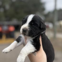 Azalea ASRD - Black tri-color female Australian Shepherd puppy in Orlando, Florida from Skaky Shepherds