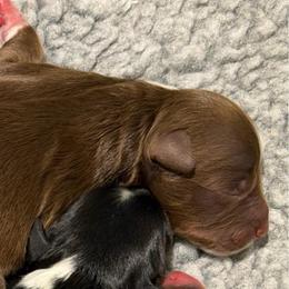Cookie - Red tri-color male Aussiedoodle puppy in Campbell, California from Mini AussieDoodle Puppies