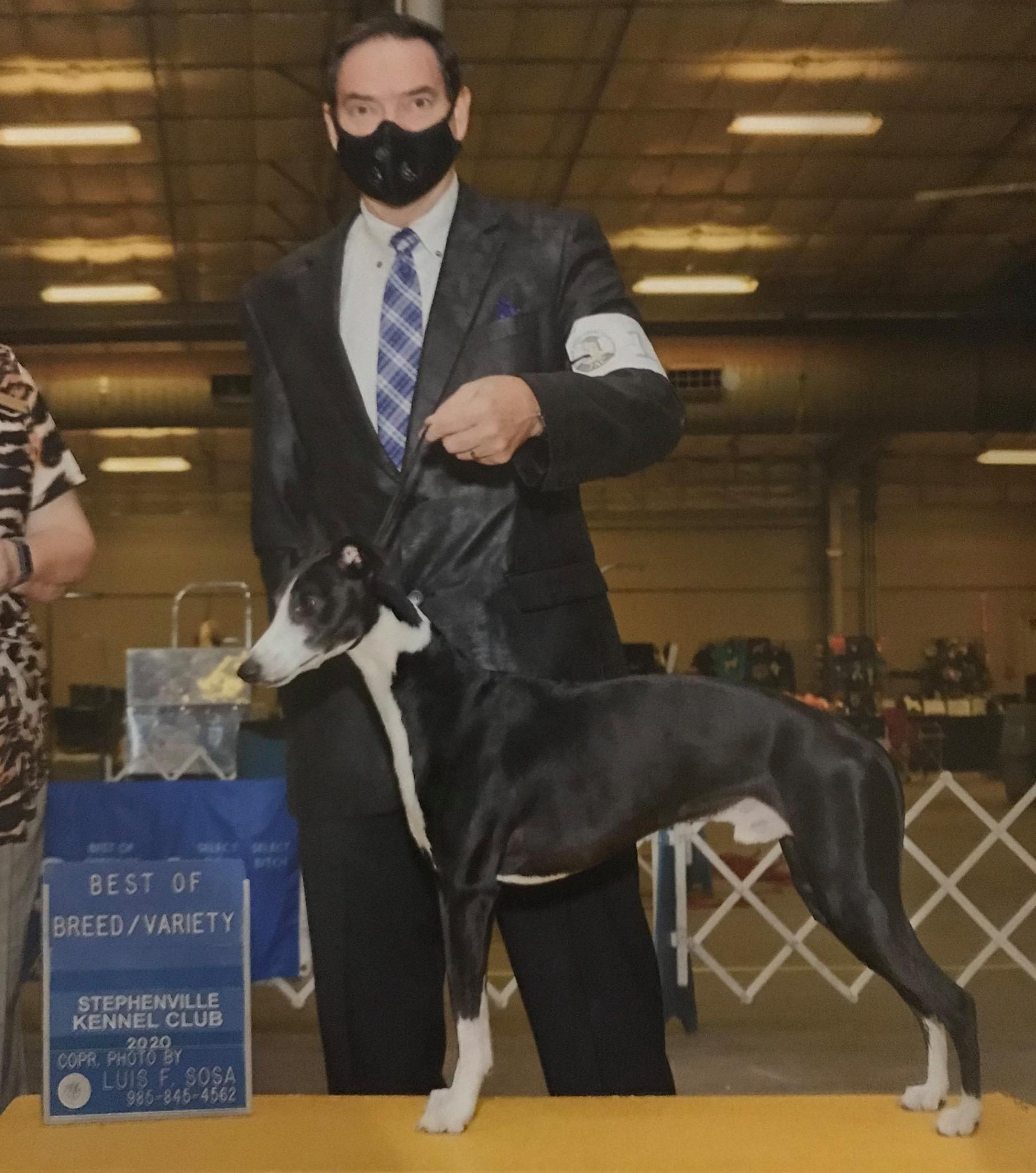 Texas Diamond Whippets in Texas Whippet puppies Good Dog