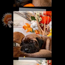 Boy 1 - Red male Boerboel puppy in Pennsylvania from Cold River Boerboels