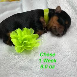 Chase - Black and tan male Yorkshire Terrier puppy in Ashland, Kentucky from Yorkie Paw