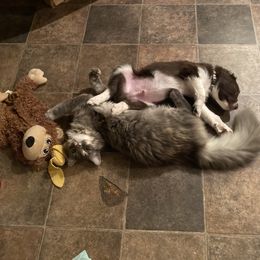 Aussiedoodle Puppies from Drew’s Aussies & Doodles