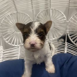 Biewer Terrier Puppies from Port-au-Prints
