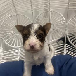 Biewer Terrier Puppies from Port-au-Prints
