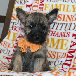 Griffin - Brindle male Cairn Terrier puppy in Goshen, Indiana from Linda’s Lovable Pups