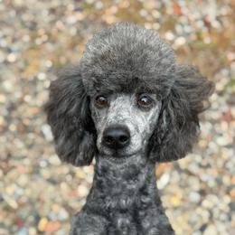 Holi - Poodle