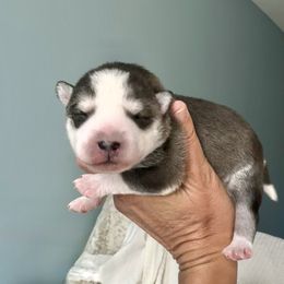 Ford - Black and white male Pomsky puppy in Michigan from Blue Water Pomskies