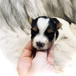 Yorkshire Terrier Puppies from Baby doll face yorkies