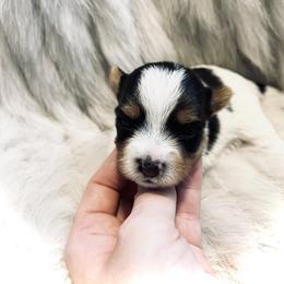 Yorkshire Terrier Puppies from Baby doll face yorkies