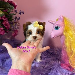 Chocolate Parti 1 - Chocolate, tan and white male Yorkshire Terrier puppy in Lincoln, Nebraska from Exquisite Dancing Yorkie for Sale
