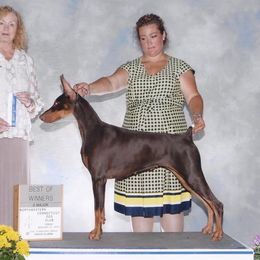 Doberman Pinschers from Holloway Dobermans