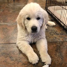 Golden Retriever Puppies from Norterra Goldens