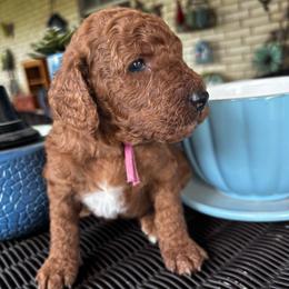 Purple Collar - Female - Chocolate female Goldendoodle puppy in Eunice, Louisiana from Maison De Pawz
