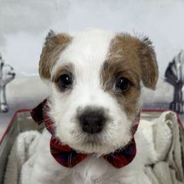 Jack Russell Terrier Puppies from Celtic River