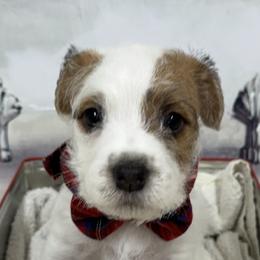Jack Russell Terrier Puppies from Celtic River