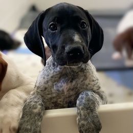 Georgia - Black and white female German Shorthaired Pointer puppy in Hot Springs, Virginia from Thunder Mountain Gun Dogs