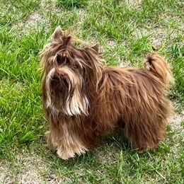 Yorkshire Terrier All Grown Up from Absolut' Parti Yorkies