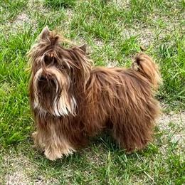 Yorkshire Terrier All Grown Up from Absolut' Parti Yorkies