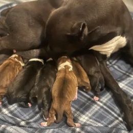Boston Terrier and Boxer Puppies from Shotgun Pups