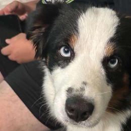 Miniature Australian Shepherds from Ty's Fluff Butt Acres